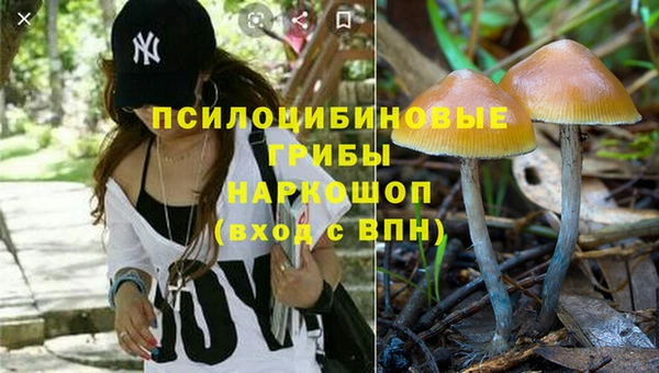 прущие грибы Михайлов