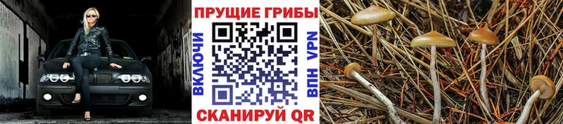сколько стоит  блэк спрут зеркало  Псилоцибиновые грибы Magic Shrooms  Новотитаровская 
